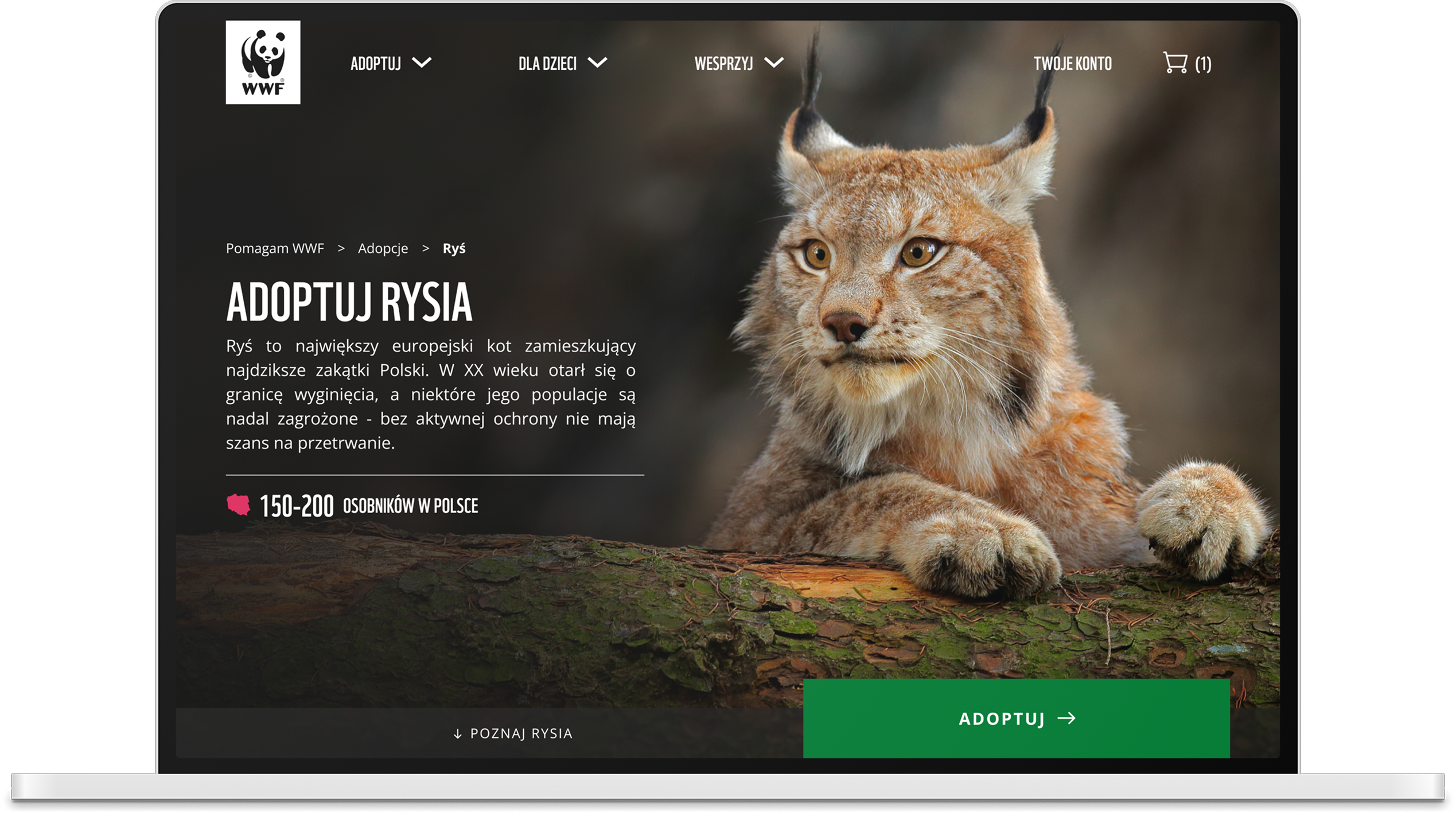 UI leadership for a global brand